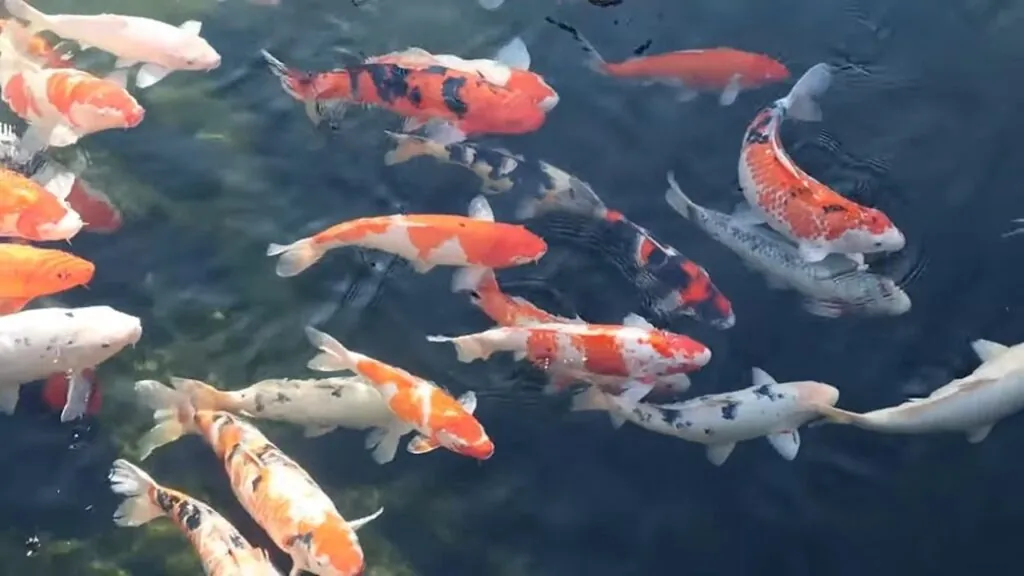 Koi Fish pictures - Longest Living Animals