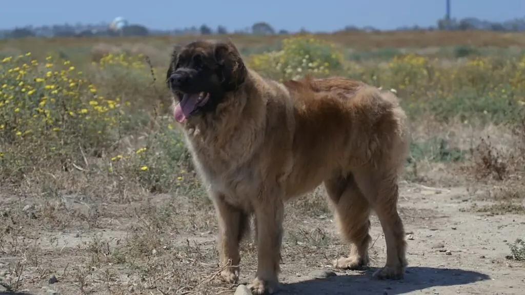 Leonberger - Big Dog Breeds in the World