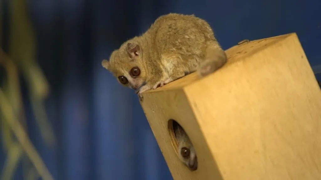 Madame Berthe’s Mouse Lemur - Smallest Animals in the World '-