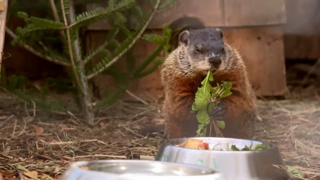 Marmots - Animals That Hibernate