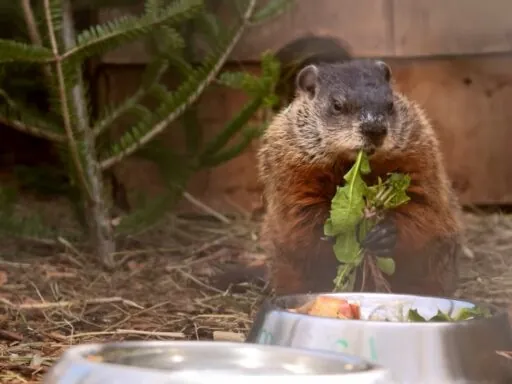 Marmots - Animals That Hibernate