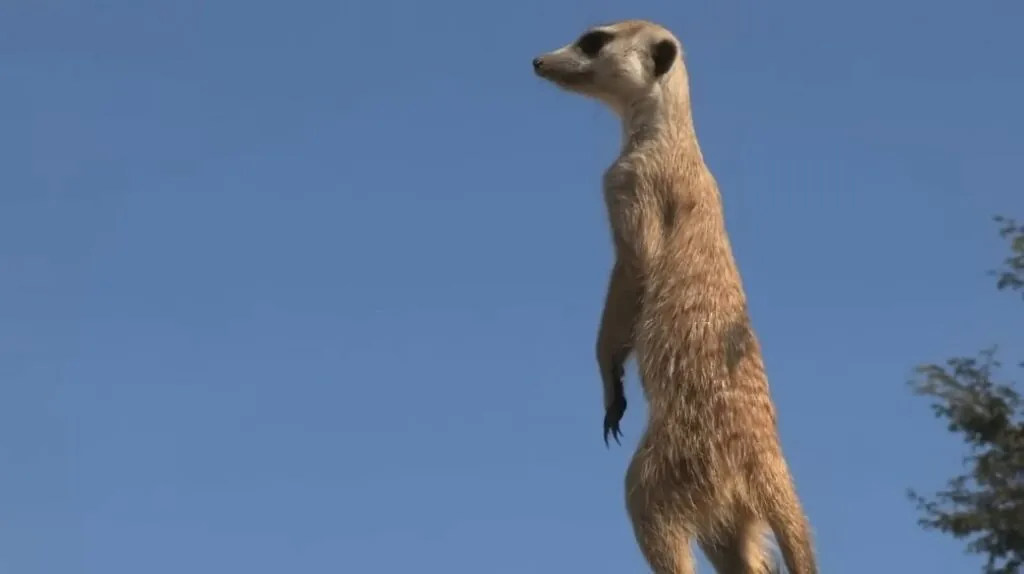 Meerkat pictures