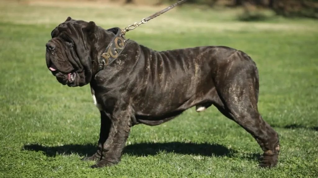 Neapolitan Mastiff - Big Dog Breeds in the World