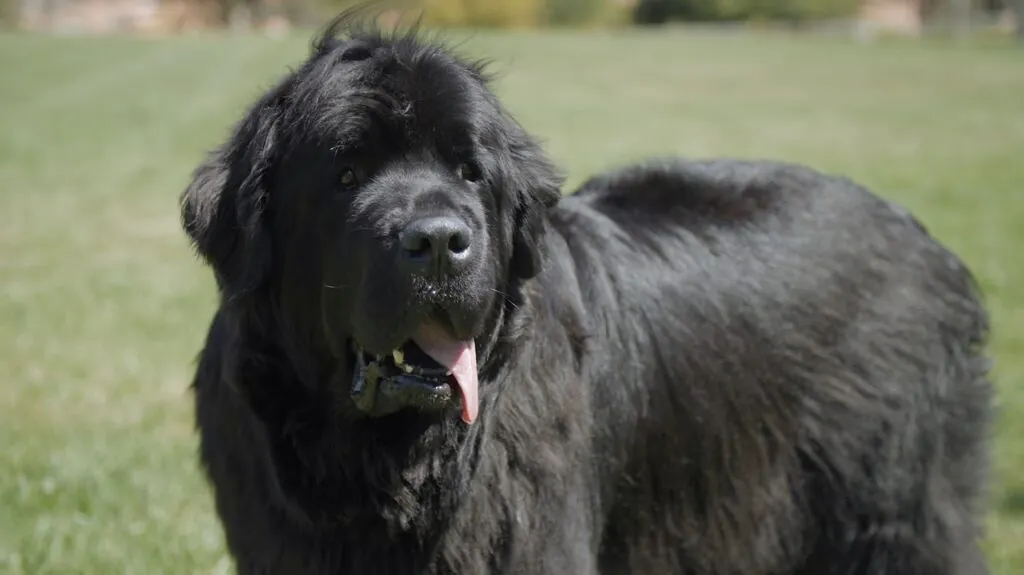 Newfoundland Dog - Big Dog Breeds in the World