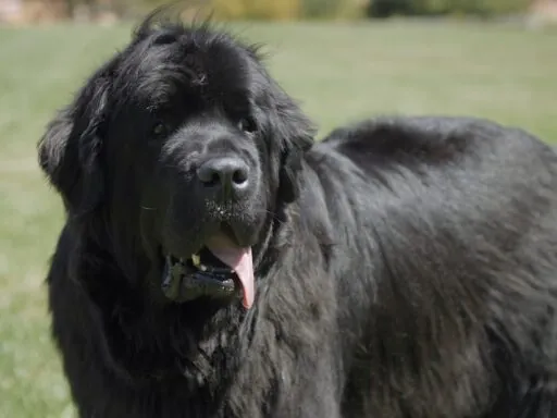 Newfoundland Dog - Big Dog Breeds in the World