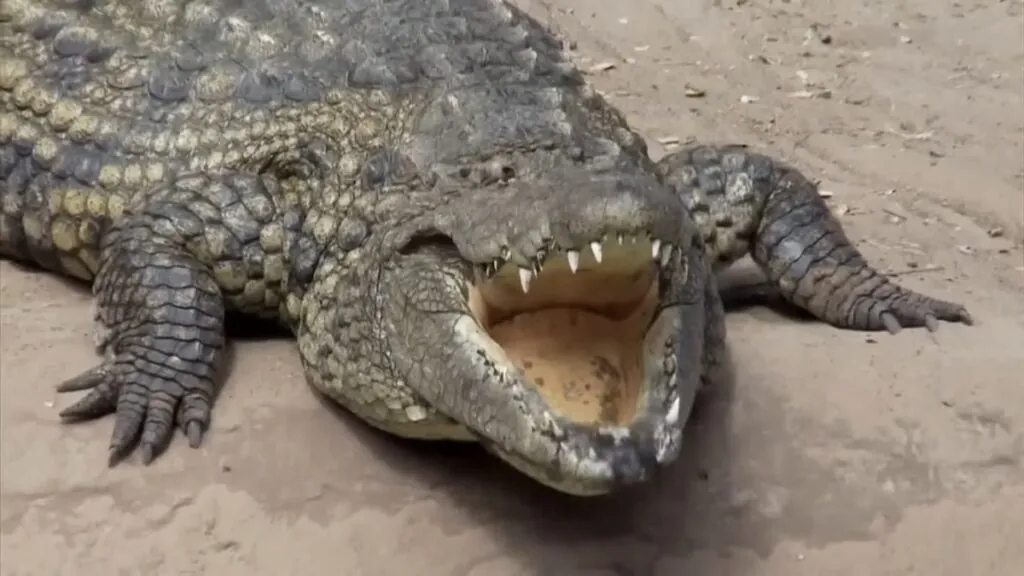 Nile Crocodile - Top 10 Animals with the Strongest Bite Force