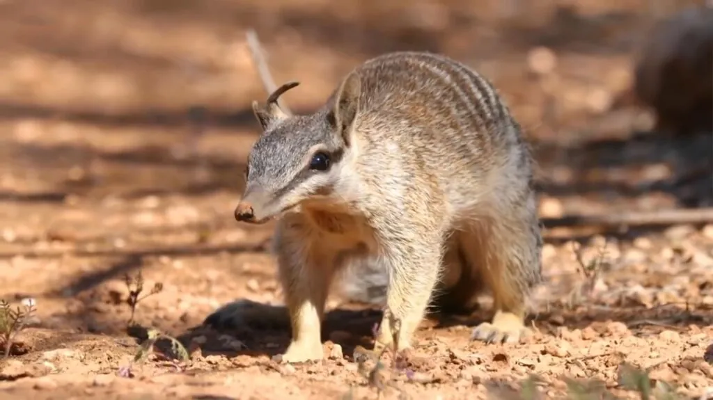 Numbat - one of the cute animals