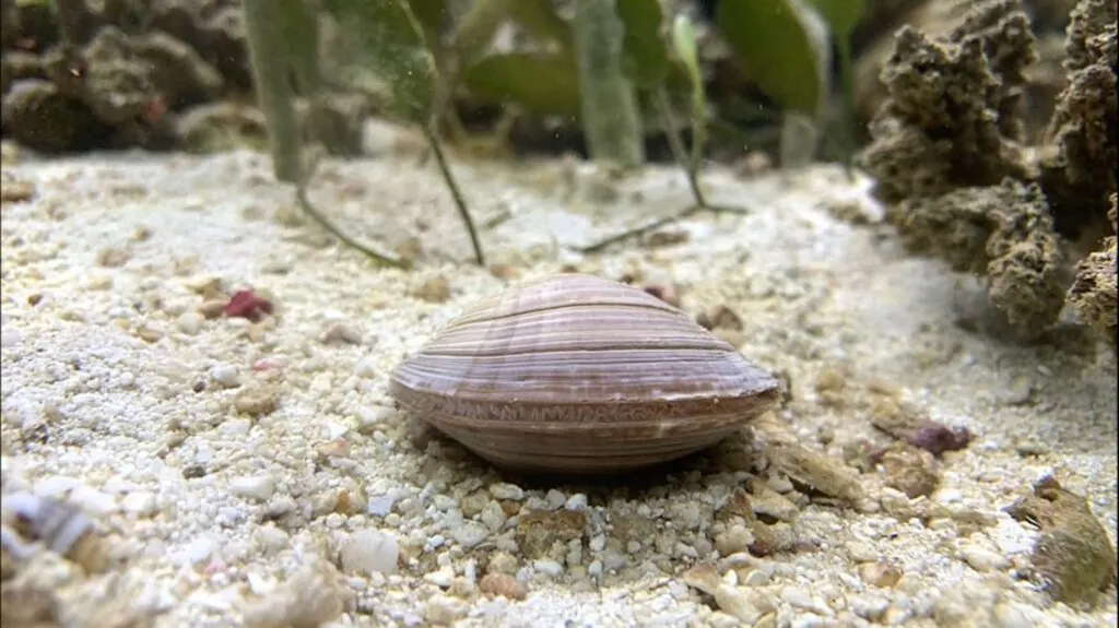 Ocean Quahog - longest living animals