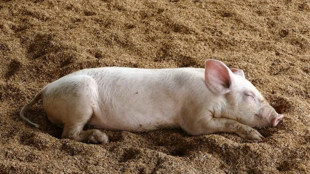 Piglet - one of the cute animals