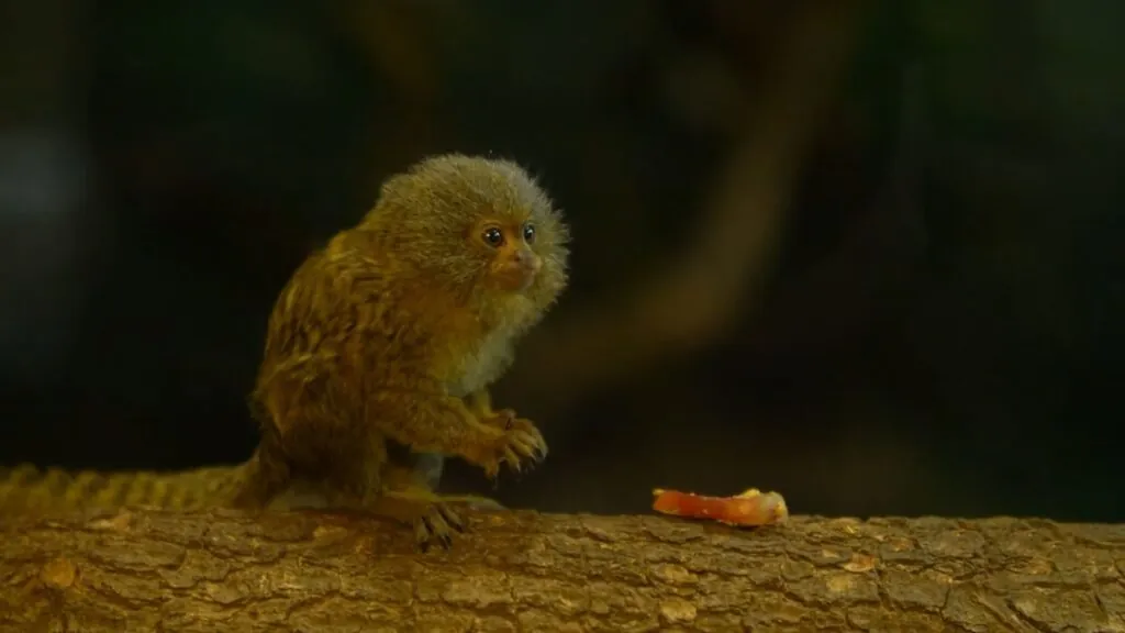 Pygmy Marmoset - Smallest Monkey - Smallest Animals in the World