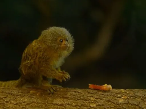 Pygmy Marmoset - Smallest Monkey - Smallest Animals in the World