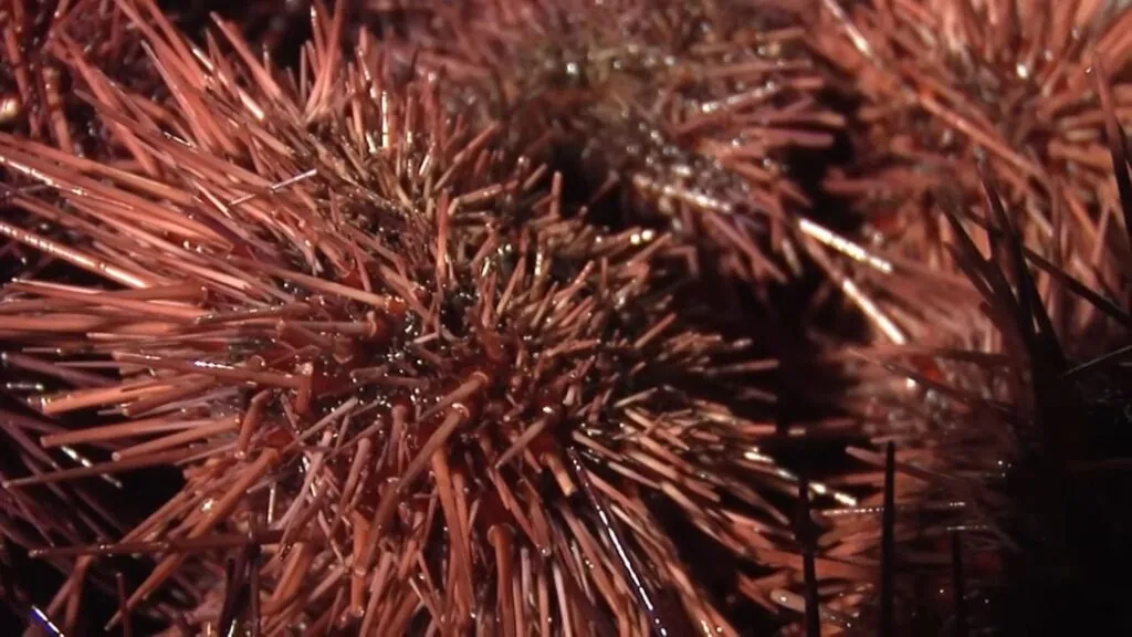 Red Sea Urchin pictures