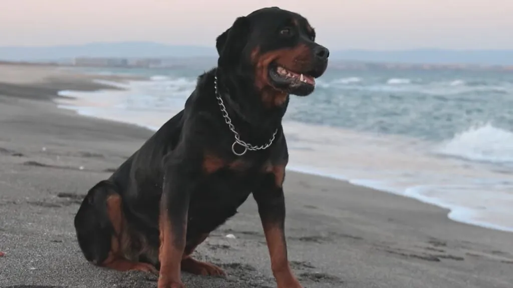 Rottweiler photos