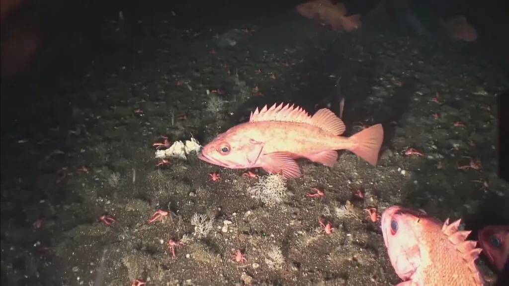 Rougheye Rockfish