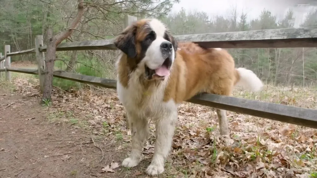 Saint Bernard - Big Dog Breeds in the World