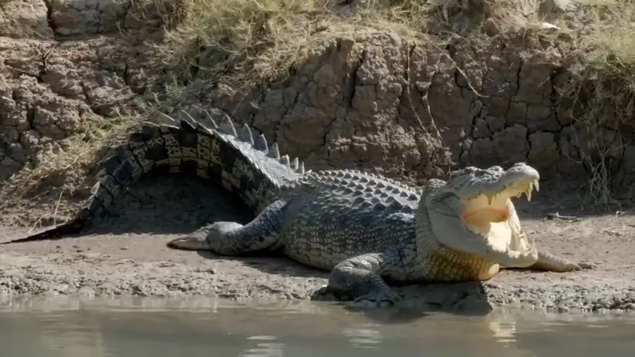 Saltwater Crocodile - Top 10 Animals with the Strongest Bite Force