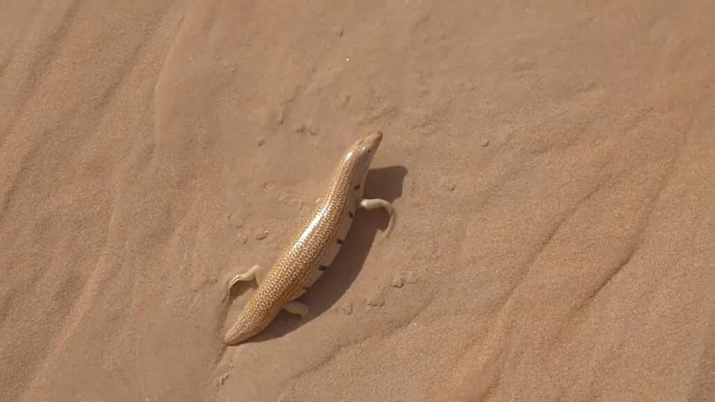 Sandfish (Skink) photos - desert animals list