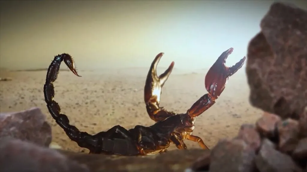 scorpion photos - top 10 most dangerous animals in the world