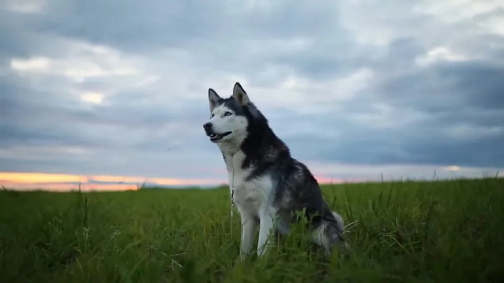 Siberian Husky photos