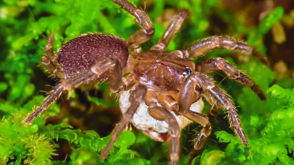 Spruce-Fir Moss Spider - Smallest Animals in the World