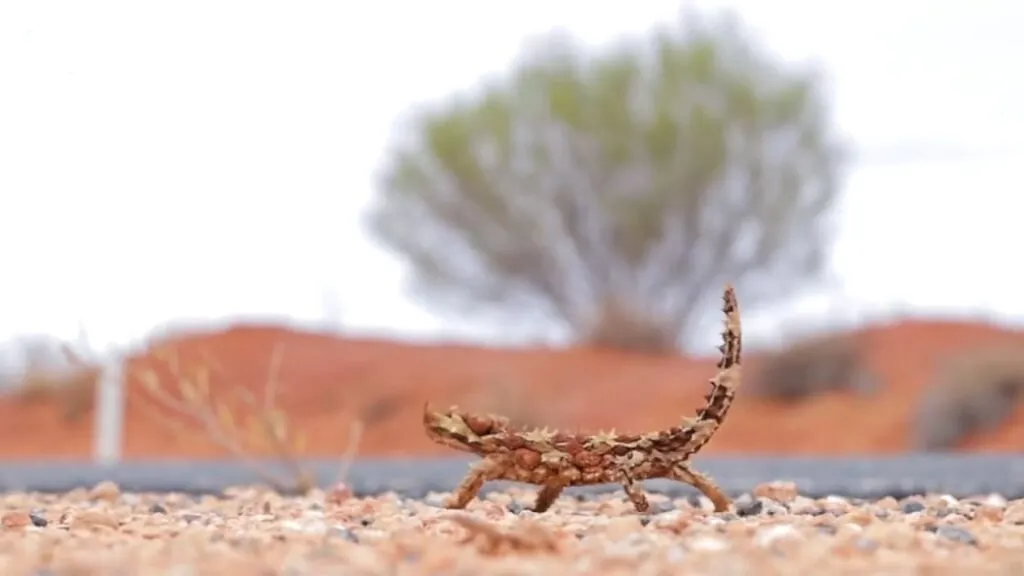 Thorny Devil photos - desert animals list