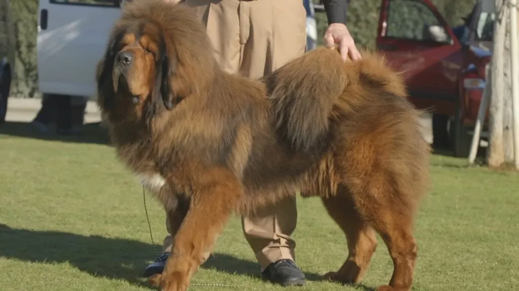 Tibetan Mastiff - Big Dog Breeds in the World