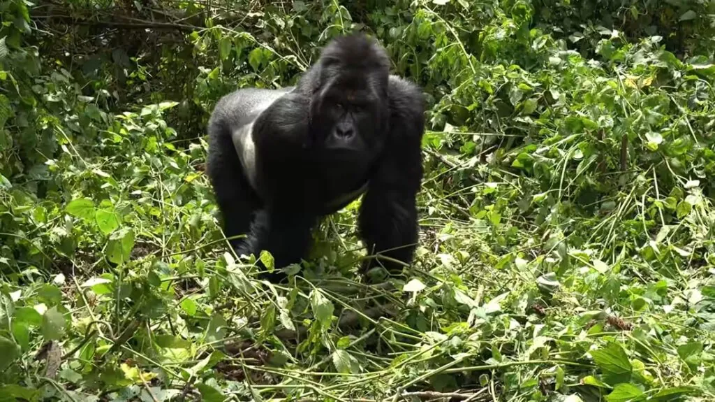 mountain gorillas photos - forest animals