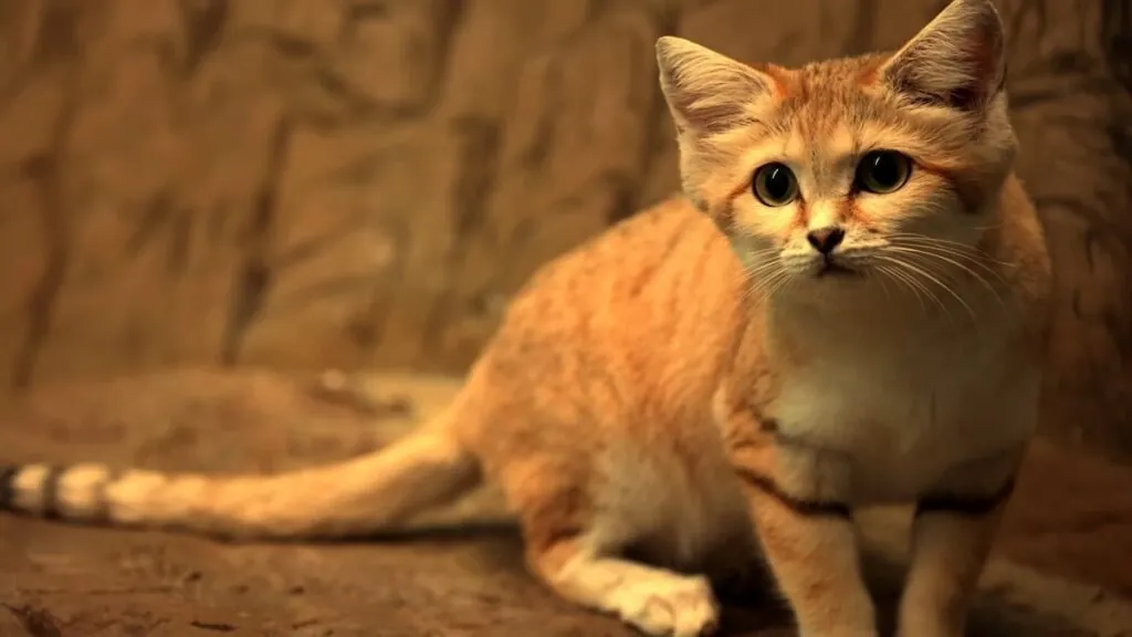 sand cat photos - desert animals list