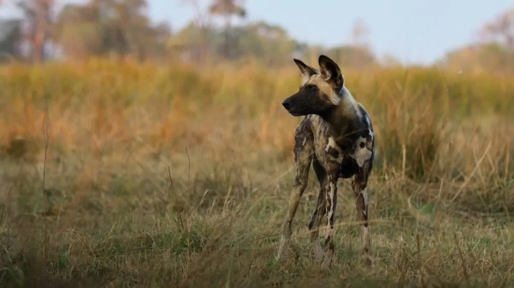 African Wild Dog - Top 10 Fastest Land Animals in the World