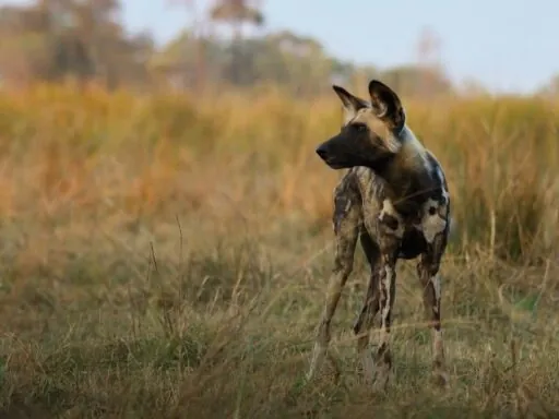 African Wild Dog - Top 10 Fastest Land Animals in the World