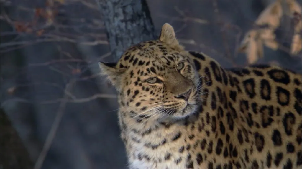 Amur Leopard - Top 10 Almost Extinct Animals