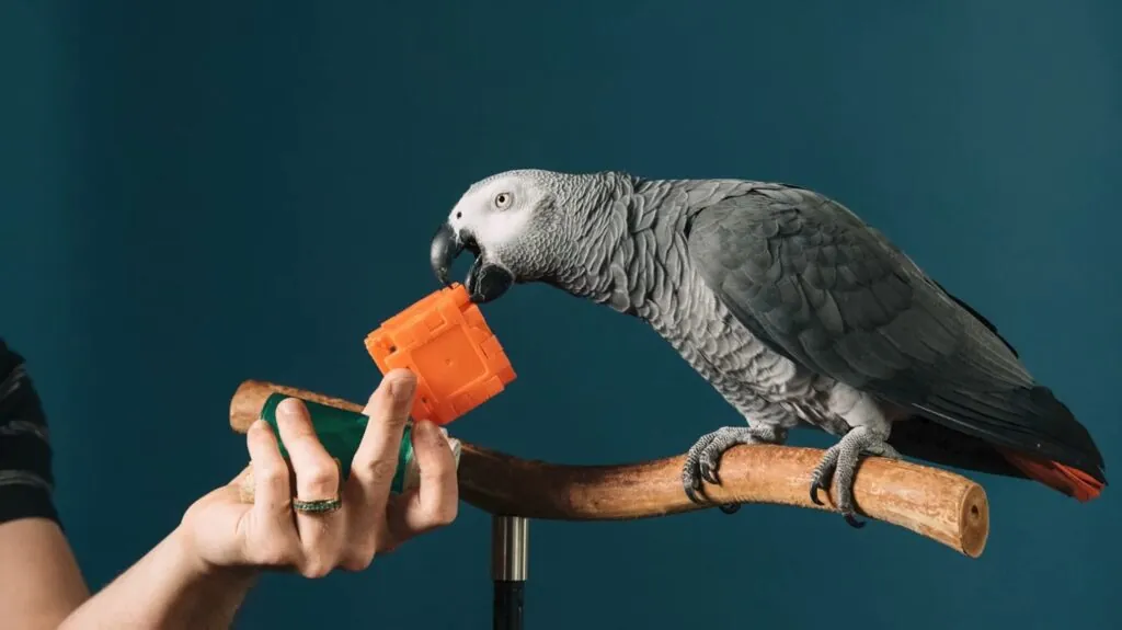 Apollo The Genius Parrot