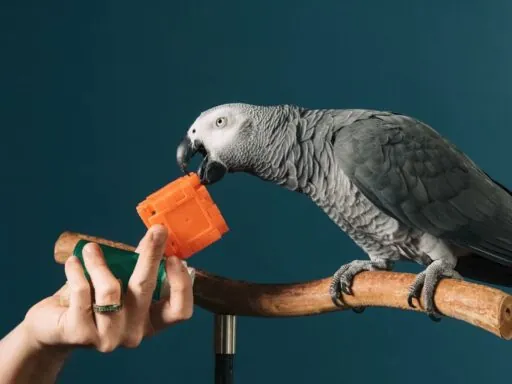 Apollo The Genius Parrot