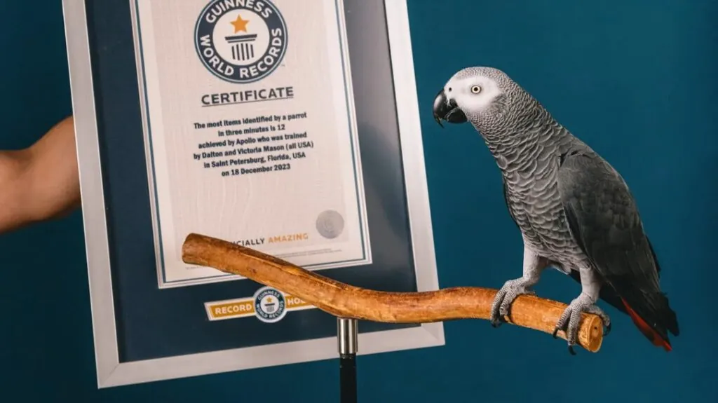 Apollo The Genius Parrot - The Smartest Parrot in the World