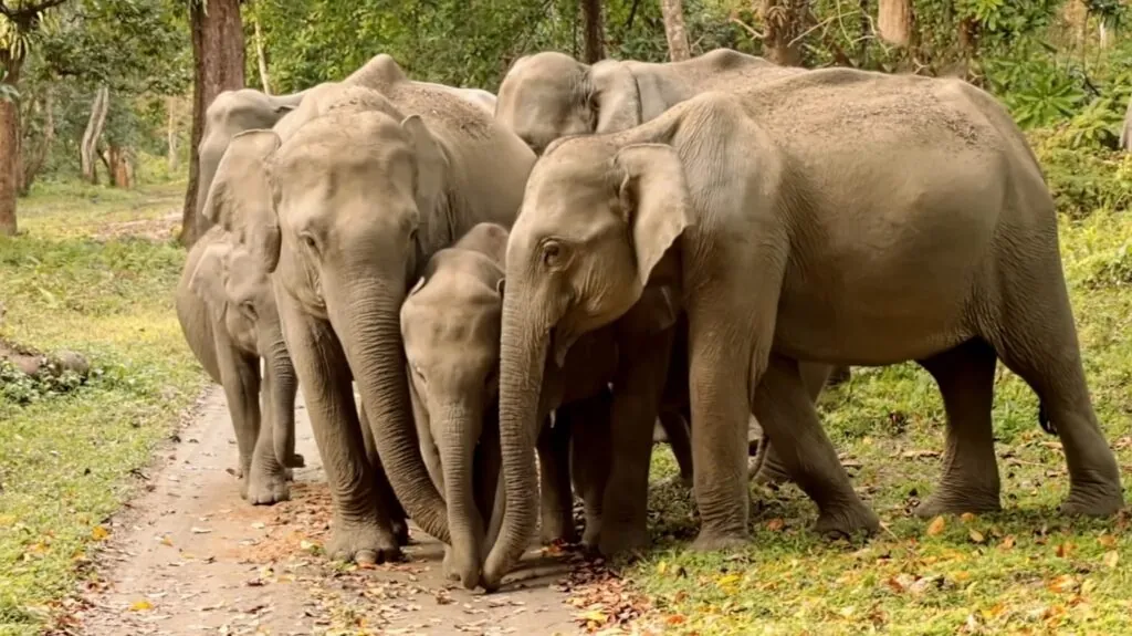 Asian Elephants