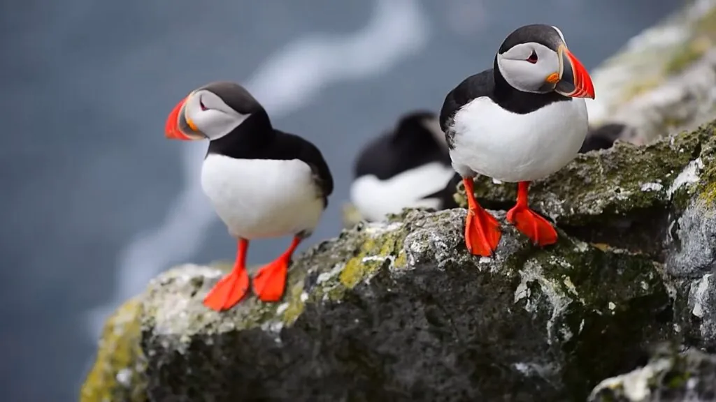 Atlantic Puffin