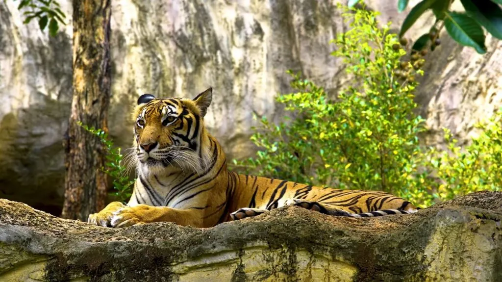 Bengal Tiger