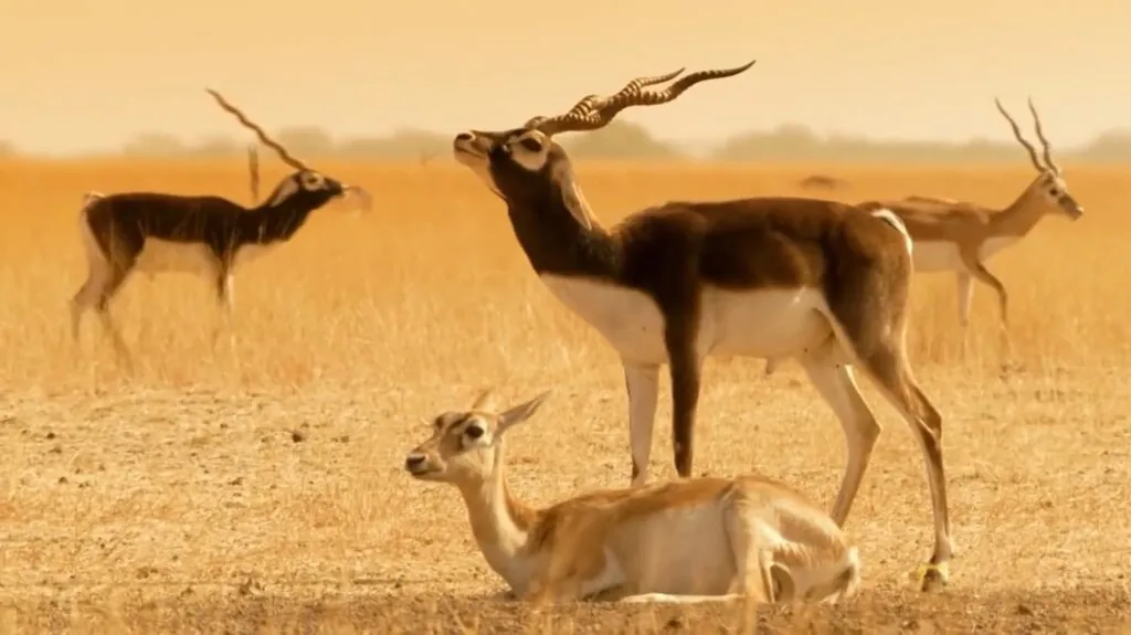 Blackbuck - Top 10 Fastest Land Animals in the World