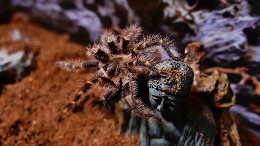 Brazilian Giant Tawny Red Tarantula - biggest spiders in the world