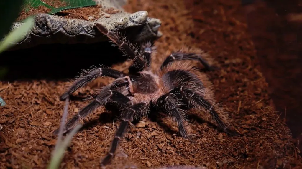 Brazilian Salmon Pink Birdeater - biggest spiders in the world