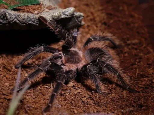 Brazilian Salmon Pink Birdeater - biggest spiders in the world