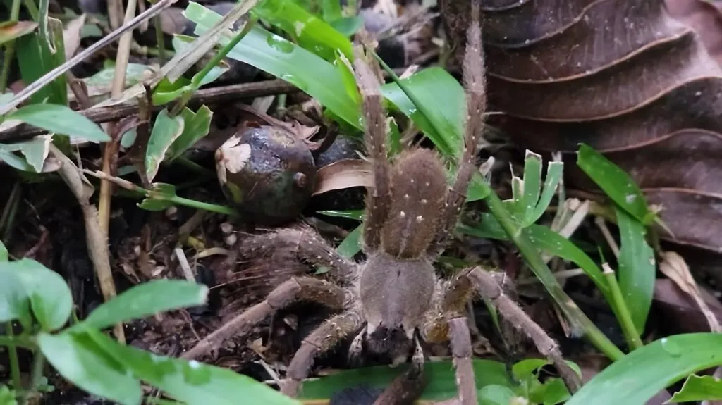 Brazilian Wandering Spider