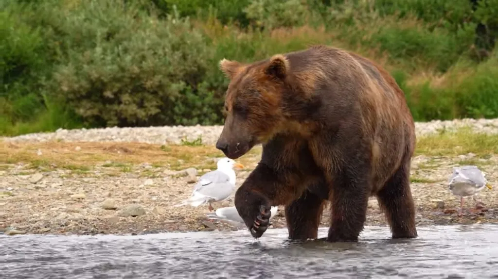 Brown Bear - mountain animals