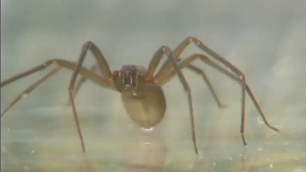 Brown Recluse Spider - Scariest Spiders of the World