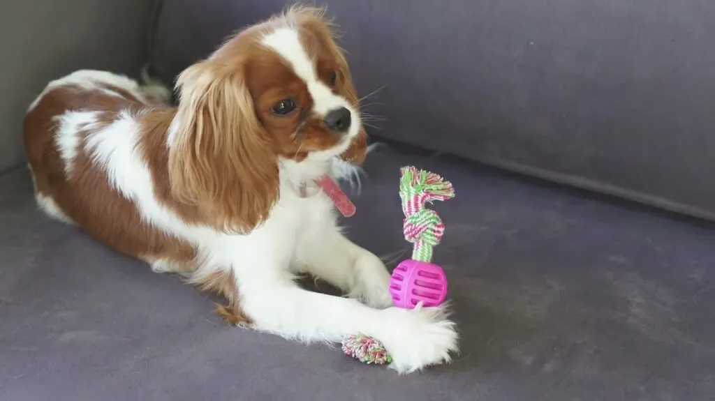 Cavalier King Charles Spaniel