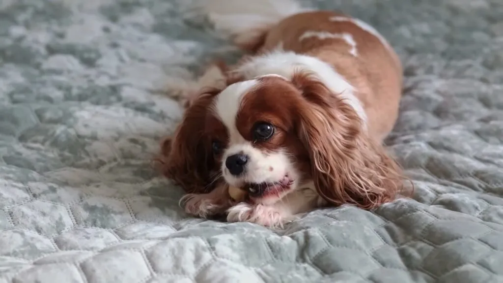 Cavalier King Charles Spaniel puppy