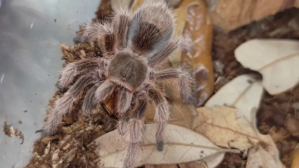 Chilean Rose Tarantula 