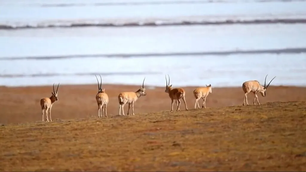 Chiru (Tibetan Antelope)-min