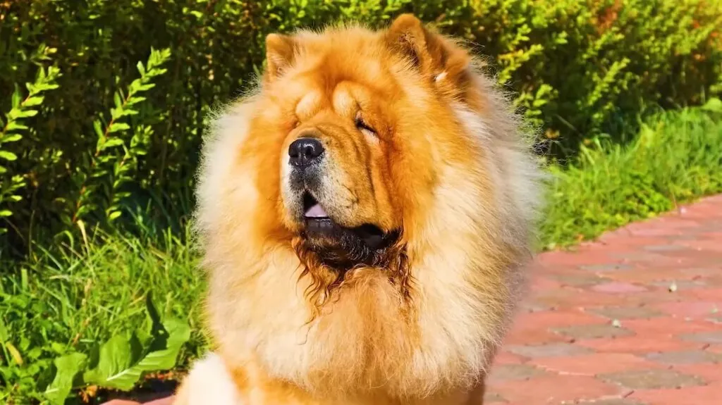 Chow Chow dog