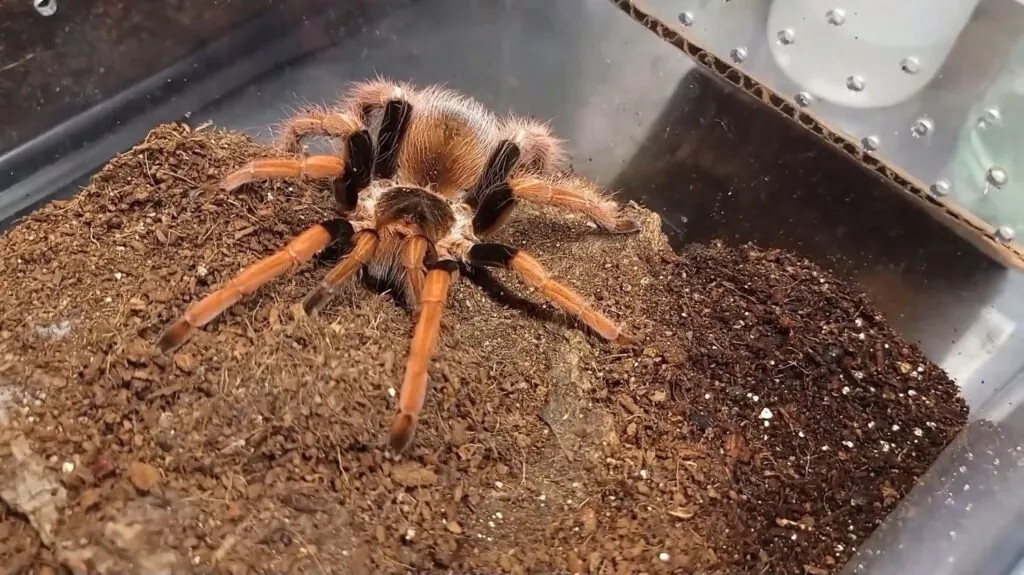 Colombian Giant Tarantula - biggest spiders in the world